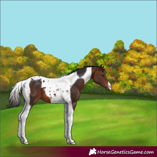 Horse Color:Bay Tobiano 