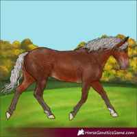 Horse Color:Silver Bay 