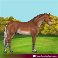 Horse Color:Silver Bay 
