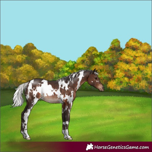 Horse Color:White Spotted Silver Brown Rabicano 