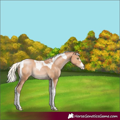Horse Color:Silver Bay Pearl Tobiano Rabicano