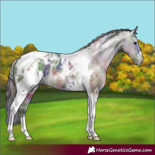 Horse Color:Nacre Grullo Tobiano Appaloosa 