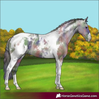 Horse Color:Nacre Grullo Tobiano Appaloosa