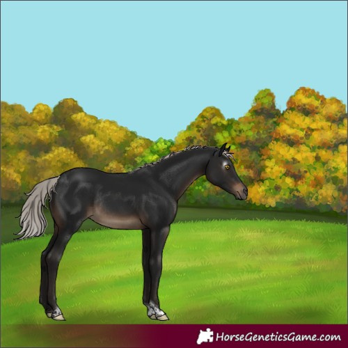 Horse Color:Gray Silver Brown Mushroom Tobiano Rabicano 