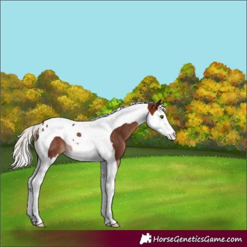 Horse Color:Silver Brown Splash Tobiano Rabicano 