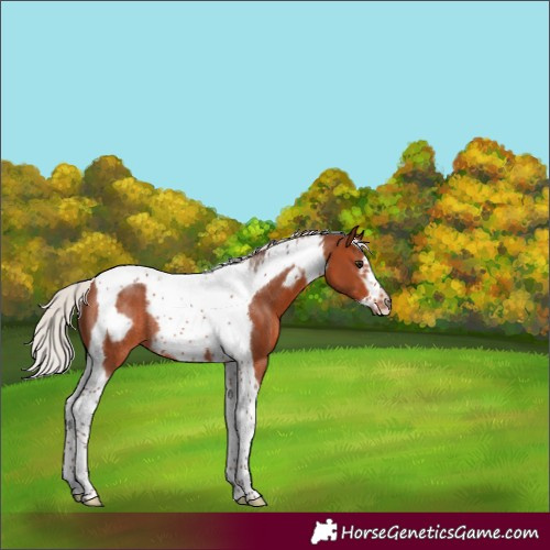 Horse Color:Silver Brown Tobiano Frame Rabicano