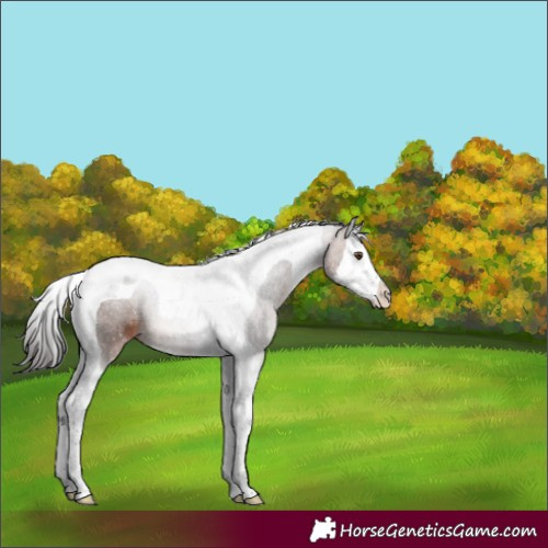 Horse Color:Bay Splash Tobiano 
