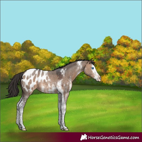 Horse Color:Bay Dun Sabino Splash Tobiano Appaloosa 