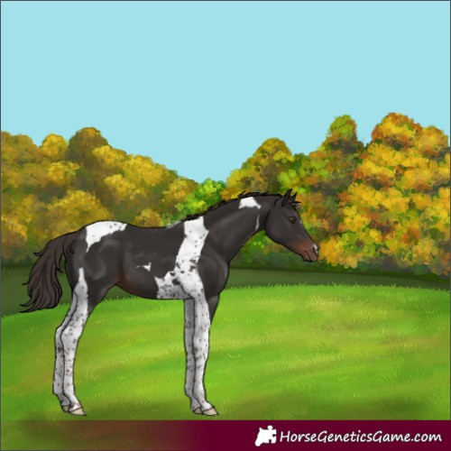 Horse Color:Liver Chestnut Tobiano 