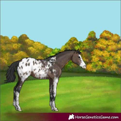 Horse Color:Brown Dun Sabino Appaloosa