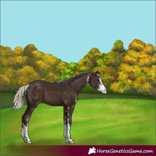 Horse Color:Silver Brown Sabino