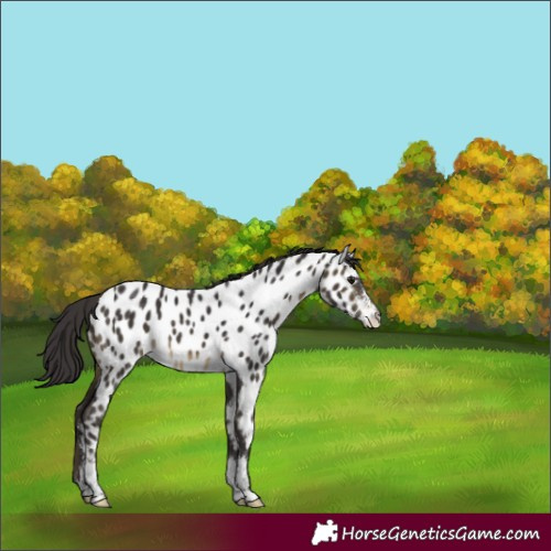 Horse Color:Buckskin Sabino Appaloosa