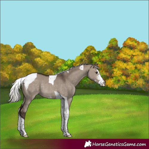 Horse Color:Silver Brown Dun Sabino Tobiano Rabicano 