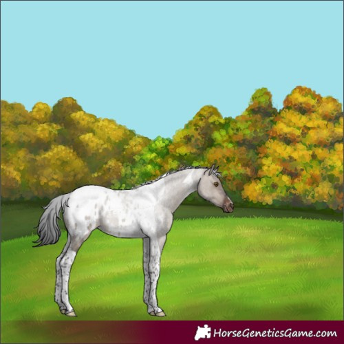 Horse Color:Brown Dun Tobiano Appaloosa Rabicano 