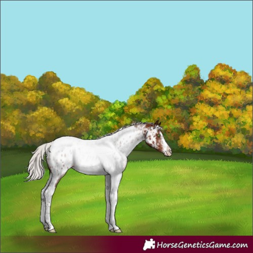 Horse Color:Silver Brown Sabino Tobiano Appaloosa Rabicano
