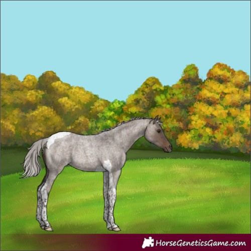 Horse Color:Silver Brown Roan Dun Tobiano Rabicano