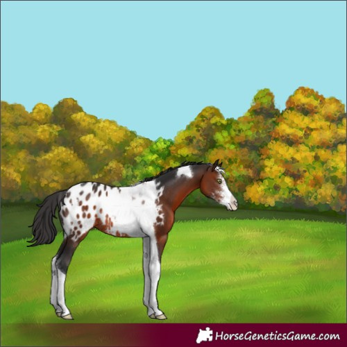 Horse Color:Brown Sabino Tobiano Appaloosa Rabicano 