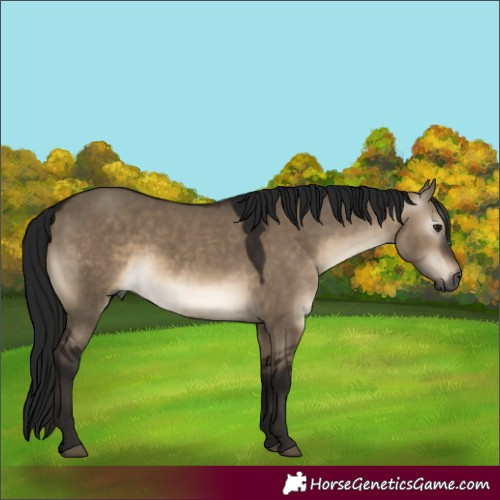 Horse Color:Gray Brown Dun