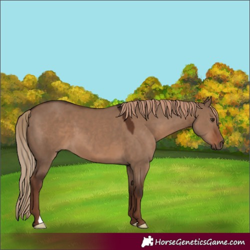 Horse Color:Liver Red Dun