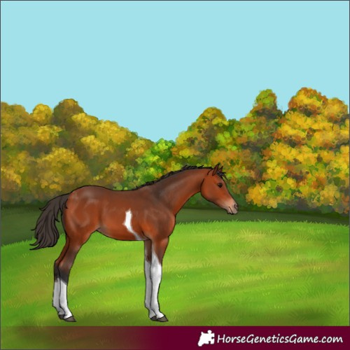 Horse Color:Bay Tobiano 