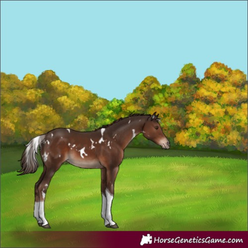 Horse Color:White Spotted Liver Chestnut Tobiano 