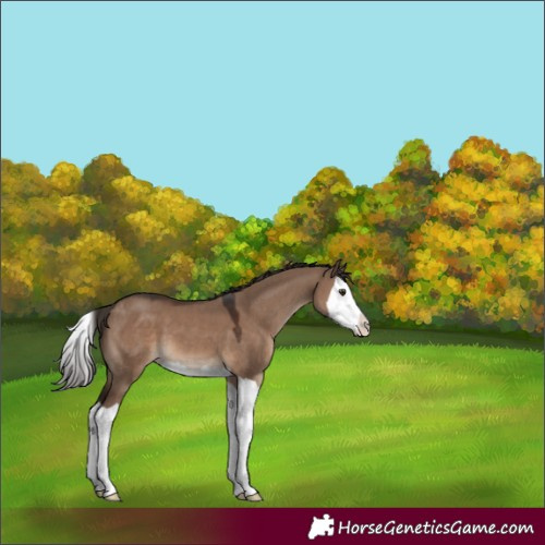 Horse Color:Liver Red Dun Splash