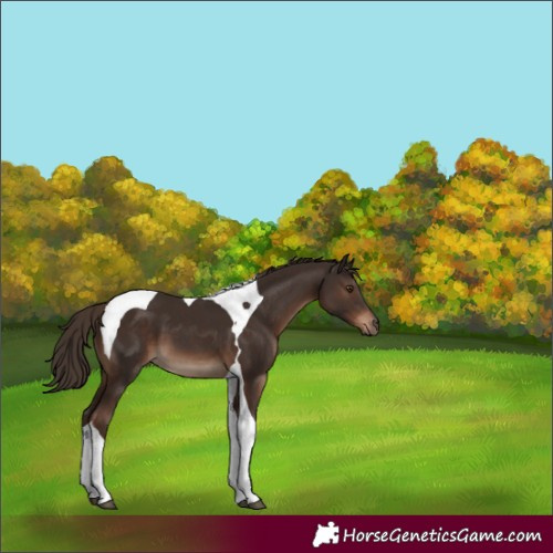Horse Color:Liver Chestnut Tobiano