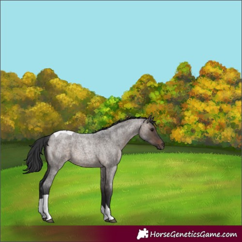 Horse Color:Brown Roan Dun Tobiano 