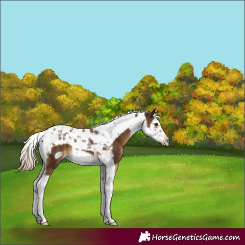 Horse Color:Chocolate Palomino Splash Tobiano Frame 