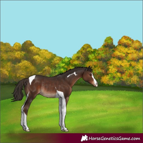 Horse Color:Liver Chestnut Tobiano Rabicano