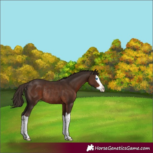 Horse Color:Liver Chestnut Splash Rabicano 