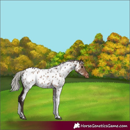Horse Color:Silver Brown Dun Tobiano Near Leopard 