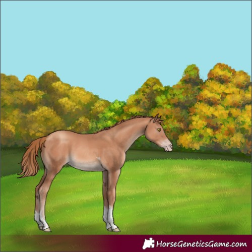 Horse Color:Gold Champagne Tobiano