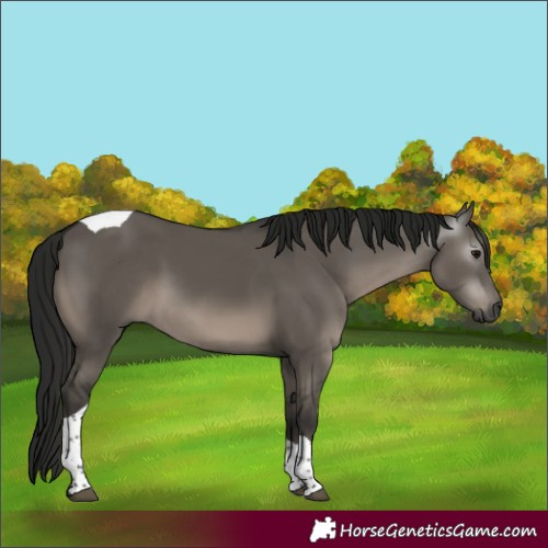 Horse Color:Gray Grullo Tobiano