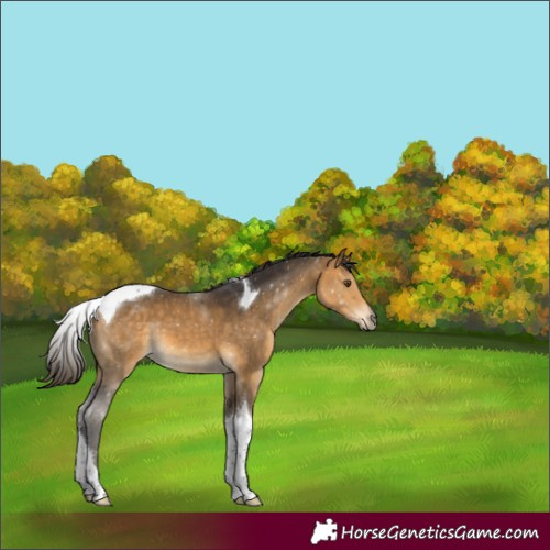 Horse Color:Buckskin Tobiano 
