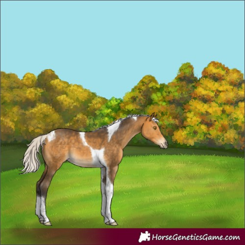 Horse Color:Silver Buckskin Tobiano 