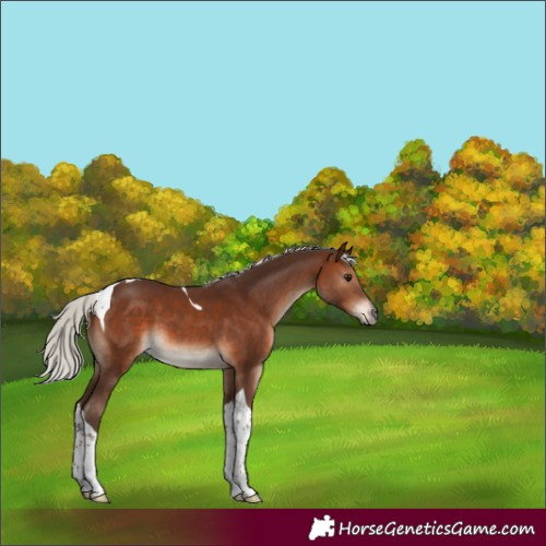Horse Color:Silver Brown Tobiano 