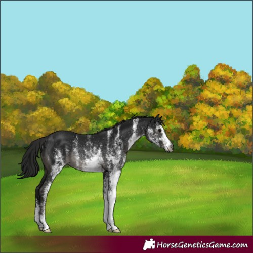Horse Color:Gray White Spotted Black Rabicano 
