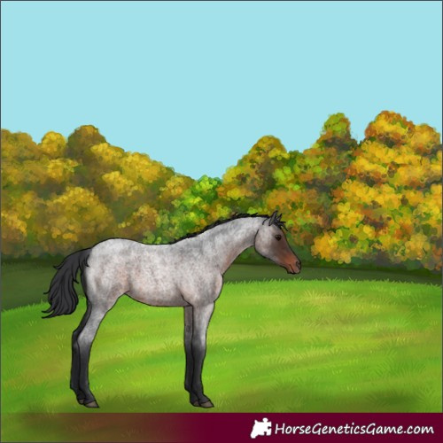 Horse Color:Brown Roan