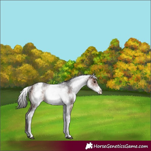 Horse Color:White Spotted Brown Rabicano 
