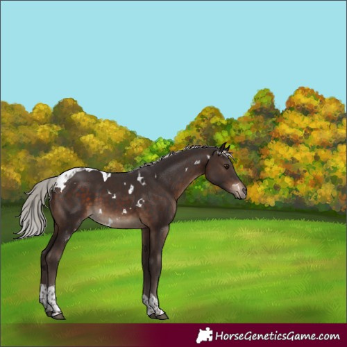 Horse Color:White Spotted Silver Brown Tobiano Rabicano 