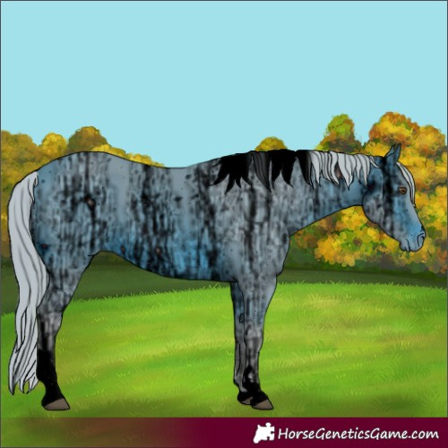 Horse Color:ERROR: UNKNOWN ANOMALY
