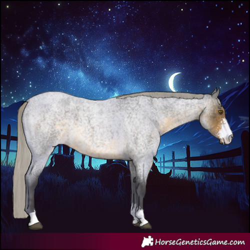 Horse Color:Silver Buckskin Roan Sabino 