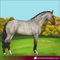 Horse Color:Buckskin Roan Dun 