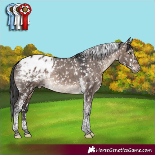 Horse Color:Brown Dun Mushroom Tobiano Appaloosa 