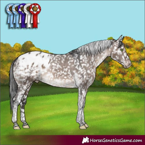 Horse Color:Brown Dun Mushroom Tobiano Appaloosa 