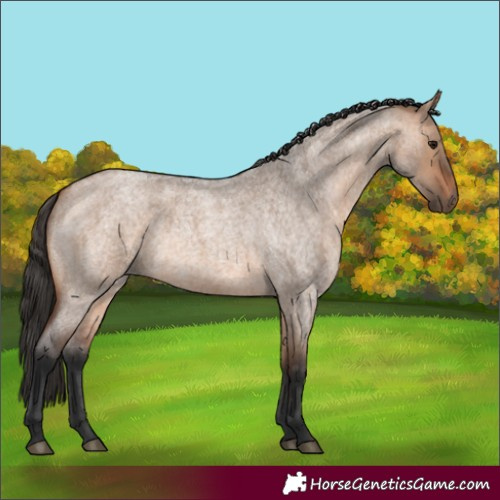 Horse Color:Bay Roan Dun