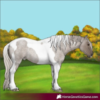 Horse Color:Silver Grullo Roan Tobiano Rabicano