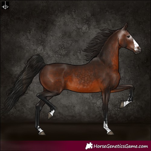 Horse Color:Gray Bay 