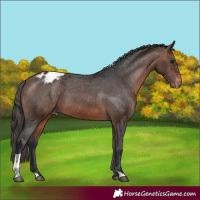 Horse Color:Bay Tobiano Varnish 